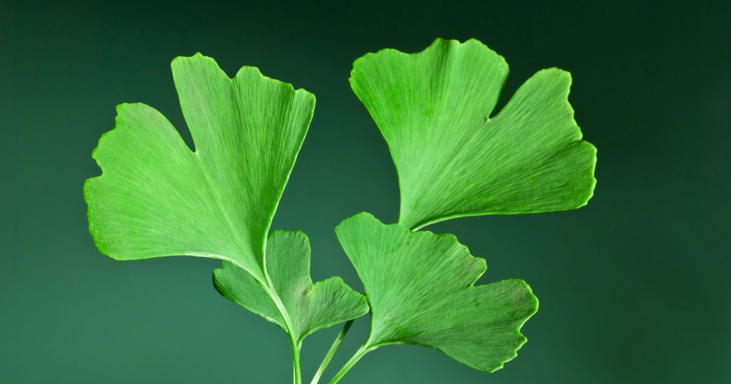 ใบแปะก๊วย ginkgo